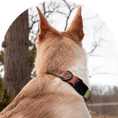 En gul hund med ett grönt och brunt vattentätt, lätt att rengöra och justerbart halsband med svarta beslag. Tillverkat i BioThane-material.