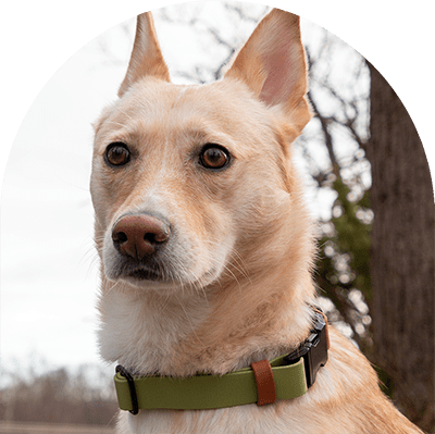 En gul hund med ett grönt och brunt vattentätt, lätt att rengöra och justerbart halsband med svarta beslag. Tillverkat i BioThane-material.