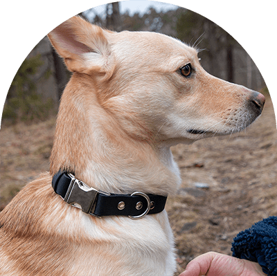 En gul hund med ett svart vattentätt, lätt att rengöra och justerbart halsband med rostfria beslag. Tillverkat i BioThane-material.