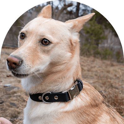 En gul hund med ett svart vattentätt, lätt att rengöra och justerbart halsband med rostfria beslag. Tillverkat i BioThane-material.