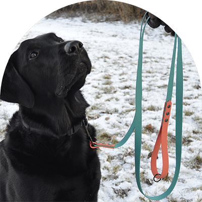 En svart Labrador med ett vattentätt, lätt att rengöra och extra greppvänligt hundkoppel i grönt och orange med detaljer i svart stål. Tillverkat i Hexa-material.