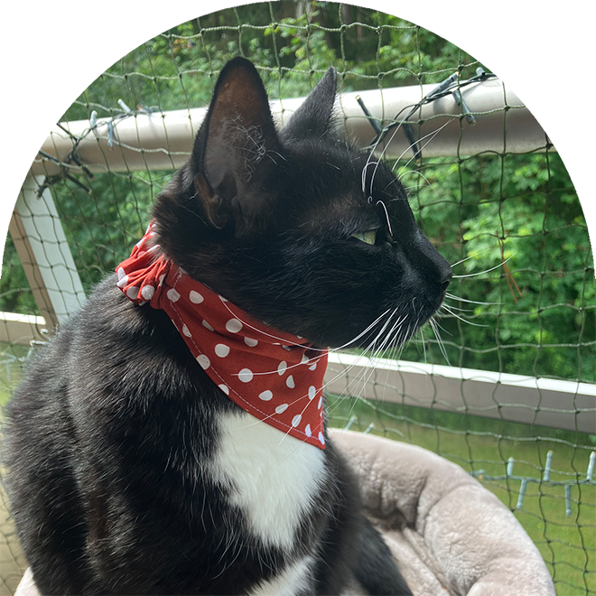 En svart och vit katt med en röd prickig bandana.