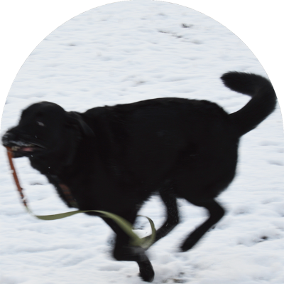 A black Labrador retreiver is running in snow with a leash in his mouth. 