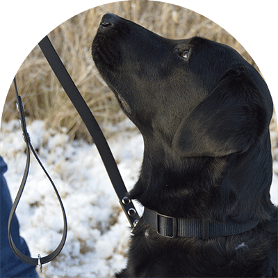 A sample picture shows the black waterproof leash on a black Labrador Retriever.

