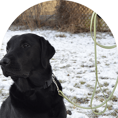 A sample picture of the green waterproof leash on a black Labrador Retriever.