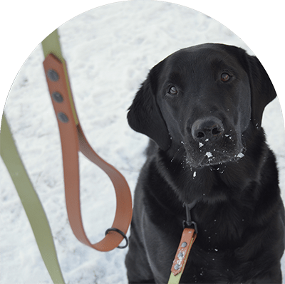 A sample picture shows the green and brown waterproof leash on a black Labrador Retriever.