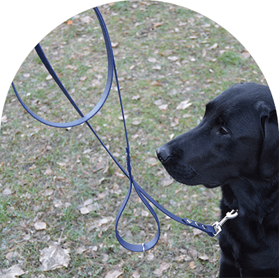 A navy blue waterproof, easy to clean dog leash on a black Labrador Retriever. Made with BioThane material.

Ett marinblått vattentätt, lätt att rengöra hundkoppel på en svart labrador retriever. Tillverkad med BioThane-material.