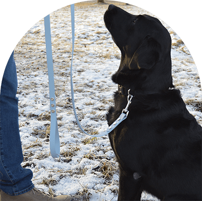 A sample picture of the pastel blue waterproof leash on a black Labrador Retriever.