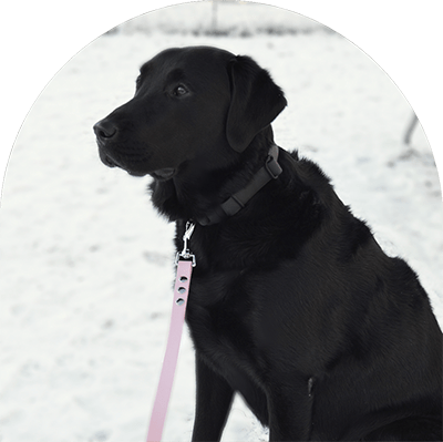 A sample picture shows the pastel pink waterproof leash on a black Labrador Retriever.