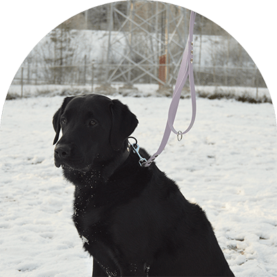 A sample picture shows the pastel purple waterproof leash on a black Labrador Retriever.