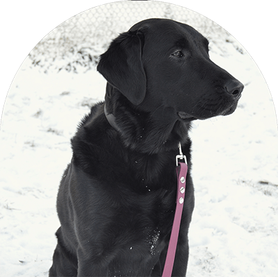 A sample picture shows the red wine waterproof leash on a black Labrador Retriever.