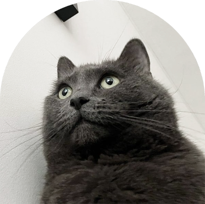 A cute grey cat. She is staring at something. 