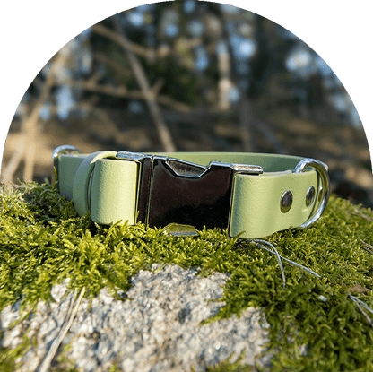An image of a green waterproof, easy to clean dog collar.  The collar has silver hardware.

Ett grönt vattentätt, lätt att rengöra hundhalsband. Halsbandet har silverbeslag. 