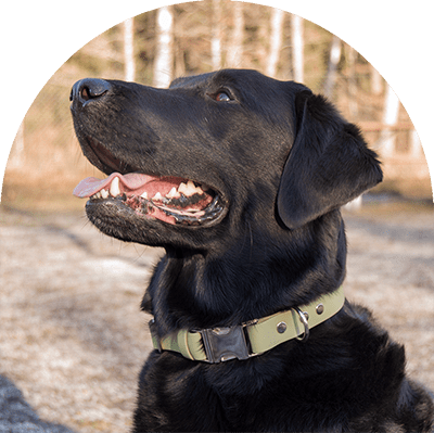 A black Labrador  with a green waterproof dog collar. The collar has silver hardware. The dog is looking up. He looks happy.

En svart labrador med grönt vattentätt hundhalsband. Halsbandet har silverbeslag. Hunden tittar upp. Han ser glad ut.