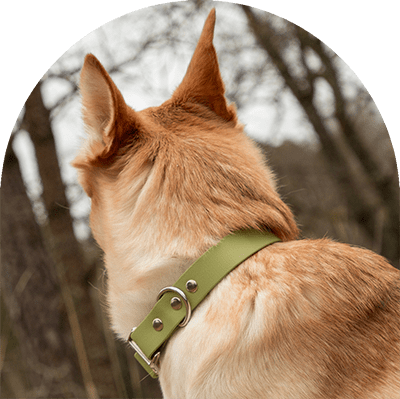 A yellow dog with a green waterproof collar. The collar has silver hardware. The dog is facing another direction.

En gul hund med grönt vattentätt hundhalsband. Halsbandet har silverbeslag. Hunden är vänd mot ett annat håll.
