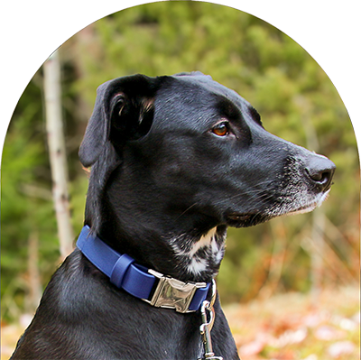 A black dog with a navy waterproof, easy to clean collar. The collar has silver hardware. The dog is looking away.

En svart hund med ett marinblått vattentätt halsband som är lätt att rengöra. Halsbandet har silverbeslag. Hunden tittar bort.