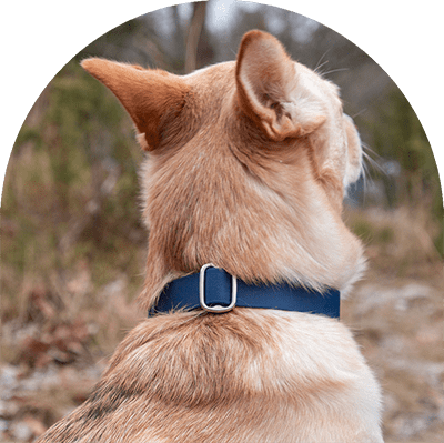 A yellow dog with a navy waterproof, easy to clean dog collar. The collar has silver hardware. The dog is facing another direction.

En gul hund med marinblått vattentätt, lätt att rengöra halsband. Halsbandet har silverbeslag. Hunden är vänd mot ett annat håll.