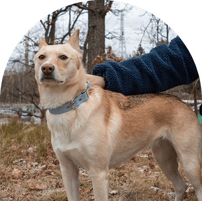 A yellow dog with a pastel blue waterproof dog collar. The collar has silver hardware. The dog is looking at the camera. The owner in a navy fleece is petting the dog.

En gul hund med pastellblått vattentätt hundhalsband. Halsbandet har silverbeslag. Hunden tittar på kameran. Ägaren i en marin fleece klappar hunden.