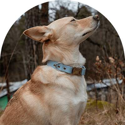 A yellow dog with a pastel blue waterproof, easy to clean dog collar. The collar has silver hardware. The dog is closing its eyes and sniffing the air.

En gul hund med pastellblått vattentätt, lätt att rengöra hundhalsband. Halsbandet har silverbeslag. Hunden blundar och nosar i luften.