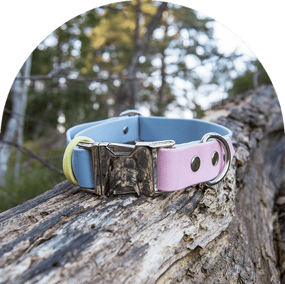 An image of a pastel pink, blue, and yellow waterproof, easy to clean dog collar.  The collar has silver hardware.

En bild av ett pastellrosa, blå och gul vattentät, lätt att rengöra hundhalsband. Halsbandet har silverbeslag.