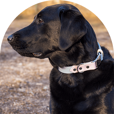 A black Labrador with a pastel pink, blue, and yellow waterproof dog collar. The collar has silver hardware. The dog is looking at something. He is sitting on a grass field.

En svart labrador med en pastellrosa, blå och gul vattentät hundhalsband. Halsbandet har silverbeslag. Hunden tittar på något. Han sitter på en gräsplan.