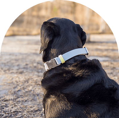 A black Labrador with a pastel pink, blue, and yellow waterproof collar. The collar has silver hardware. The dog is facing another direction. He is sitting on a grass field.

En svart labrador med en pastellrosa, blå och gul vattentät hundhalsband. Halsbandet har silverbeslag.
