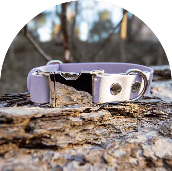 An image of a pastel purple waterproof, east to clean dog collar.  The collar has silver hardware.

En bild av ett pastellilla vattentät, lätt att rengöra hundhalsband. Halsbandet har silverbeslag.