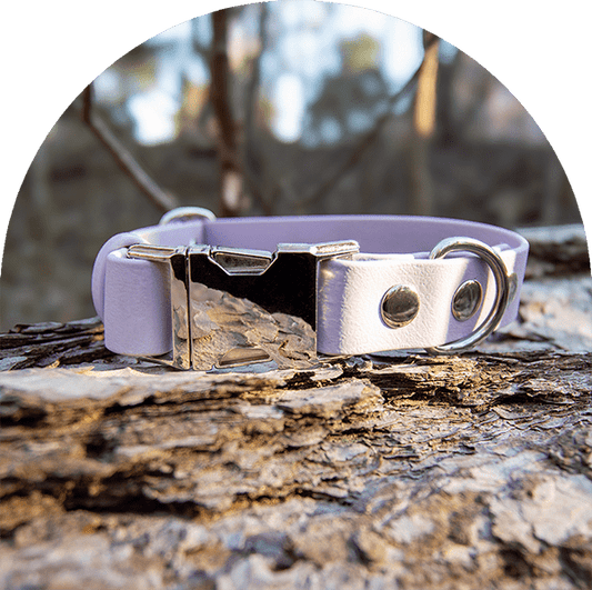 An image of a pastel purple waterproof, east to clean dog collar.  The collar has silver hardware.

En bild av ett pastellilla vattentät, lätt att rengöra hundhalsband. Halsbandet har silverbeslag.