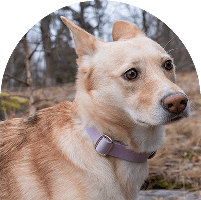 A yellow dog with a pastel purple waterproof, easy to clean dog collar. The collar has silver hardware. The dog is looking away.

En gul hund med pastellila vattentät, lätt att rengöra hundhalsband. Halsbandet har silverbeslag. Hunden tittar bort.