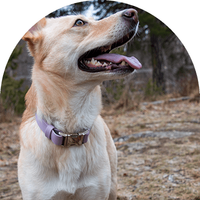 A yellow dog with a pastel purple waterproof, easy to clean dog collar. The collar has silver hardware. The dog is looking at something.

En gul hund med pastellila vattentät, lätt att rengöra hundhalsband. Halsbandet har silverbeslag. Hunden tittar på något.