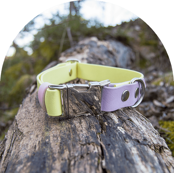 An image of a pastel purple, pink and yellow waterproof, easy to clean dog collar.  The collar has silver hardware.

Ett pastellila, rosa och gul vattentät, lätt att rengöra hundhalsband. Halsbandet har silverbeslag. 