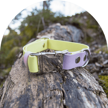 An image of a pastel purple, pink and yellow waterproof, easy to clean dog collar.  The collar has silver hardware.

Ett pastellila, rosa och gul vattentät, lätt att rengöra hundhalsband. Halsbandet har silverbeslag. 