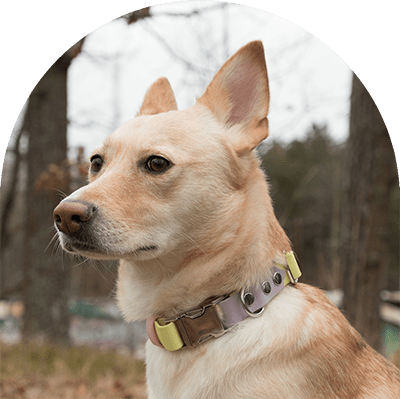 A yellow dog with a pastel purple, pink, and yellow waterproof collar. The collar has silver hardware. The dog is looking away.

En gul hund med en pastelllila, rosa och gul vattentät hundhalsband. Halsbandet har silverbeslag. Hunden tittar bort.