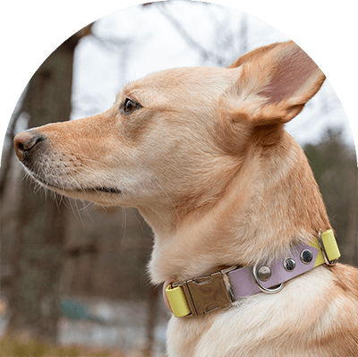 A yellow dog with a pastel purple, yellow, and pink waterproof dog collar. The collar has silver hardware. The dog is looking away.

En gul hund med pastelllila, gult och rosa vattentätt hundhalsband. Halsbandet har silverbeslag. Hunden tittar bort.