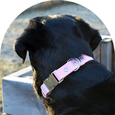 A black Labrador with a pastel pink waterproof dog collar. The collar has silver hardware. The dog is facing another direction. 

En svart labrador med pastellrosa vattentät hundhalsband. Halsbandet har silverbeslag. Hunden tittar bort.