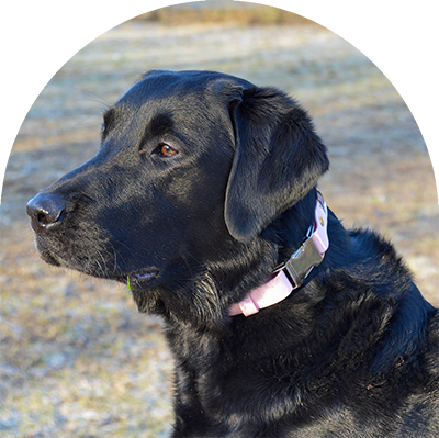 A black Labrador  with a pastel pink waterproof dog collar. The collar has silver hardware. The dog is looking away and he has grass in his mouth.

En svart labrador med pastellrosa vattentät hund halsband. Halsbandet har silverbeslag. Hunden tittar bort och han har gräs i munnen.