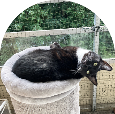 A curious looking tuxedo cat on top of a cat tree.