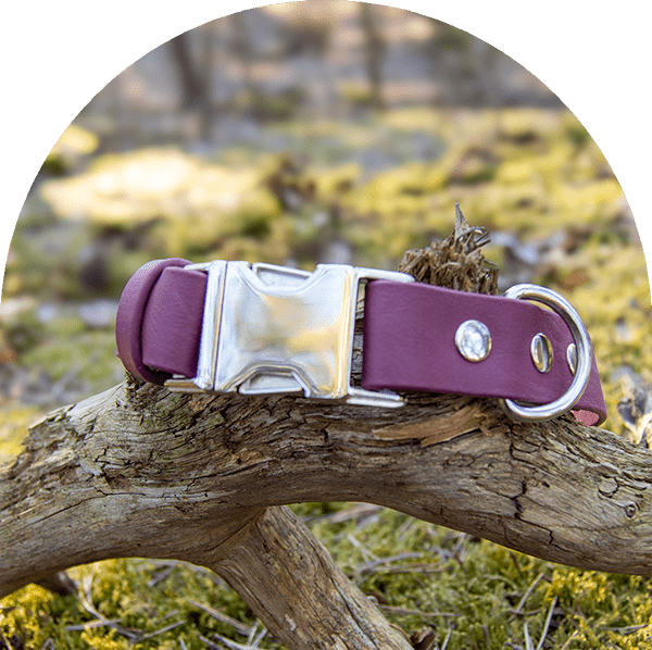 An image of a red wine waterproof, easy to clean dog collar.  The collar has silver hardware.

Ett vattentät och lätt att rengöra hundhalsband för rödvin. Halsbandet har silverbeslag. 