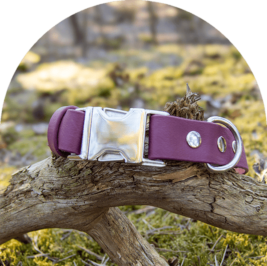 An image of a red wine waterproof, easy to clean dog collar.  The collar has silver hardware.

Ett vattentät och lätt att rengöra hundhalsband för rödvin. Halsbandet har silverbeslag. 