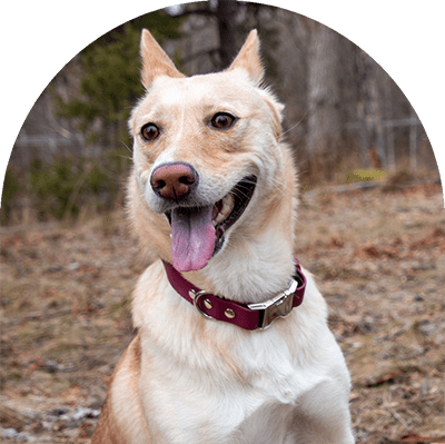 A yellow dog with a red wine waterproof dog collar. The collar has silver hardware. The dog is looking away. The dog is smiling.

En gul hund med vattentät hundhalsband för rödvin. Halsbandet har silverbeslag. Hunden tittar bort. Hunden ler.