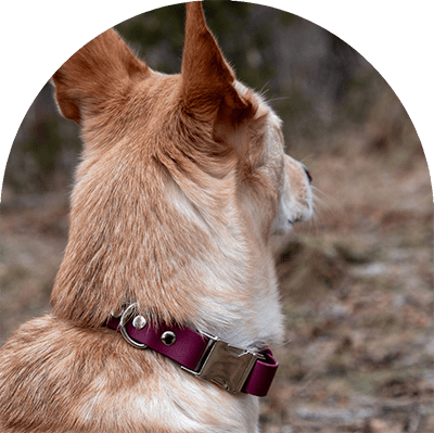 A yellow dog with a red wine waterproof, easy to clean dog collar. The collar has silver hardware. The dog is looking away.

En gul hund med ett rött vin vattentätt, lätt att rengöra hundhalsband. Halsbandet har silverbeslag. Hunden tittar bort.