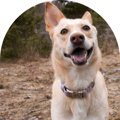 A yellow dog with a pastel purple waterproof dog collar. The collar has silver hardware. The dog is looking at the camera and she is very happy.

En gul hund med pastelllila vattentät hundhalsband. Halsbandet har silverbeslag. Hunden tittar på kameran och hon är väldigt glad.
