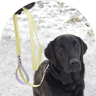 En svart Labrador med ett vattentätt, lätt att rengöra hundkoppel i pastellgult och lila med rostfritt stål. Tillverkat i BioThane-material.