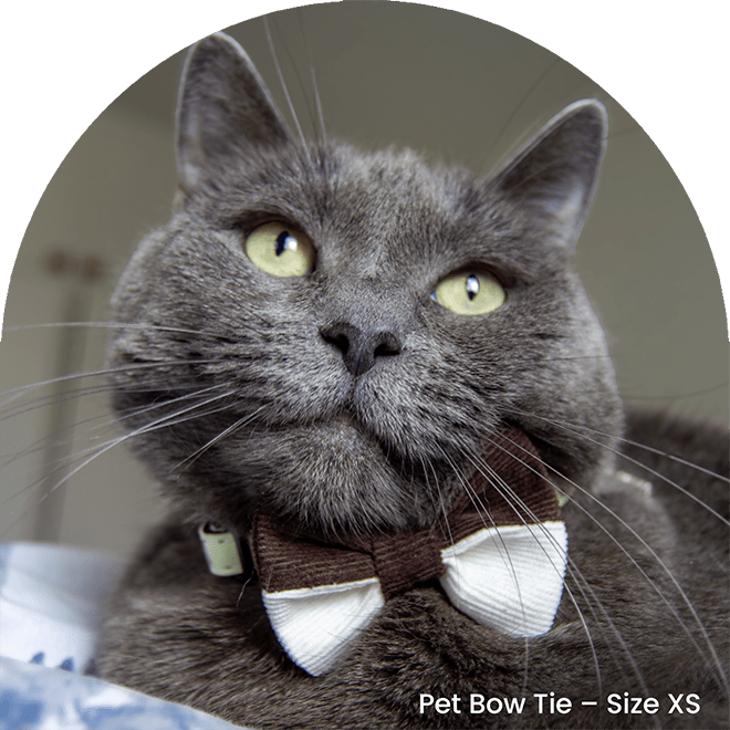 Bow Tie And Scrunchy Set - Brownie
