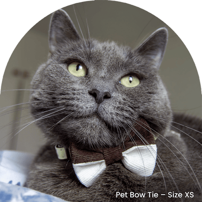 Bow Tie And Scrunchy Set - Brownie
