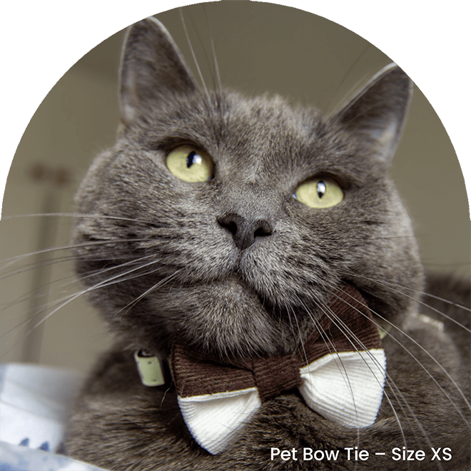 Bow Tie Set - Brownie