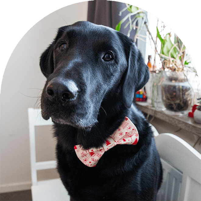 En svartlabrador med en julfluga i röd och vit.