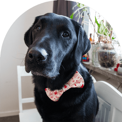 En svartlabrador med en julfluga i röd och vit.