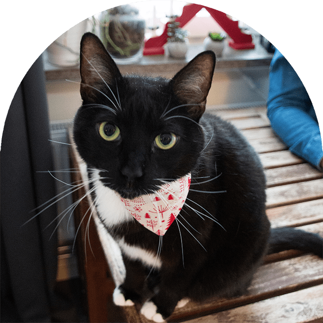 En svart och vit katt med husdjur bandana i rött och vitt.