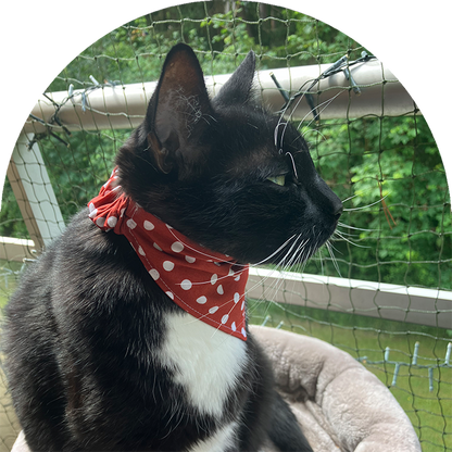 En svart och vit katt med en röd prickig bandana.